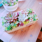 こっそり出品◌｡˚✩  多肉  寄せ植え  多肉植物