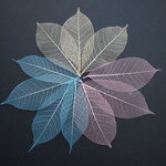 スケルトンリーフ　ブルー・ピンク・イエロー3色セット10枚