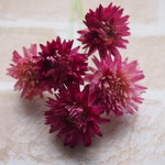 ヘリクリサム　ドライフラワー　ワイヤー付5本