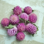 千日紅　ライラック　ドライフラワー10個