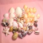 貝殻アソート50g