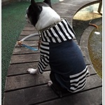 【犬服オリジナル】普段着に！ストレッチデニム・シロクロボーダー・フー　#犬服通販　#ボストンテリア #フレンチブルドッグ　#パグ　#ペチャ　#小型犬　#トイプードル　#チワワ　#ヨーキー　#マルチーズ