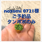 ミニチュアタンポポ