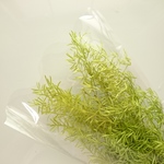 花材 アスパラ