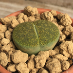 多肉植物根付き苗🌵アルビニカ🙌