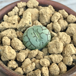 多肉植物根付き苗🌵清姫 1頭立ち🙌
