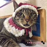 もふもふ猫さんサンタ