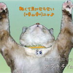 猫ちゃんの迷子札