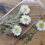 押し花【ノースポール（茎付き）10個】自然ホワイト