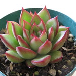 多肉植物　"アガボイデス・レッドチップ"
