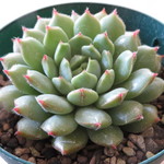 多肉植物　"新花乙女"