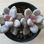 多肉植物　"だるま秋麗"