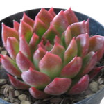 多肉植物　"相府連(ソウフレン)"