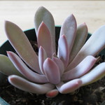 多肉植物　"秋の霜"