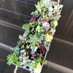多肉植物 寄せ植え ブリキ缶  15×5×3cm モリモリ♪