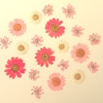 【押し花Mix】ノースポール・デイジー・レースフラワー<ピンク系20枚>