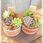 クリスマスに☆多肉植物寄せ植え2個セット　ピック付き《アンティークレッド》《さくら色》