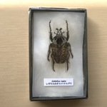 ハンドメイド レギウスオオツノハナムグリ earthブローチ