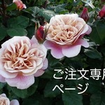 117***様専用ページ