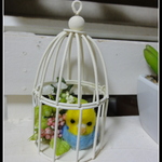 ＊ 鳥かごインコ ちゃん＊