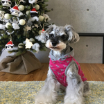 M＋＊ schnauzer パーカー