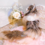 ノルウェージャンフォレストキャット　猫　羊毛フェルト