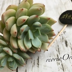 群月花 群生 二代目大和高原の多肉屋さん苗