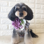 《Dog☆》紫ダリアボーダーチョーカー