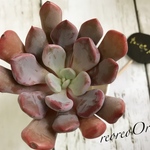 キューピット 二代目大和高原の多肉屋さん苗