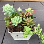 多肉植物 寄せ植え    スクエア缶