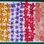 押し花商品【バーベナ各種　バルビレナ】
