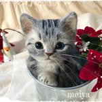 ☆Iruma🐾coco🐾様ご購入ご予約品☆バケツにゃんこ☆彡クリスマスバージョン☆アメリカンショートヘア 