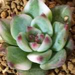 多肉植物 チワワエンシス錦