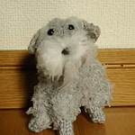 ミニチュアシュナウザー