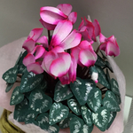 和紙で作ったミニチュア花籠(ピンクのシクラメン)