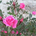 rose yoo 様ご依頼品