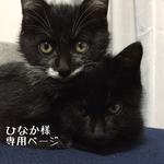 冬猫