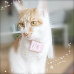 ⚘ベビーピンク⚘ 小型犬 猫用トランク 撮影用 散歩 旅行 パーティー等に‎٭¨̮