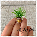 🌿ミニチュア錆缶のオリヅルラン②