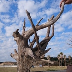 大型流木【62ｃｍ】