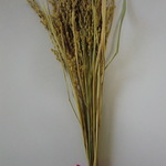 2017年度産　稲穂　20本