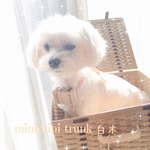 ⚘白木⚘ 小型犬 猫用トランク 撮影用 散歩 旅行 パーティー等に‎٭¨̮