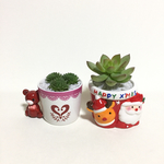 多肉植物 ② クリスマス★お値引き