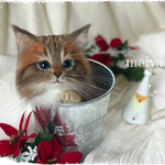 バケツにゃんこ☆彡クリスマスバージョン☆メインクーン