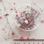 【ꫛꫀꪝ✧‧˚】 令和元年度❤️自家製ドライフラワー　かすみ草　ピンク&ホワイト(6cmパック) 