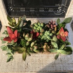 多肉植物カット苗セット C