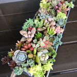 多肉植物 寄せ植え ブリキ缶① 15×5×3cm モリモリ♪