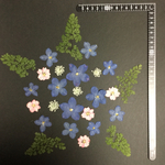 押し花  特別オーダー品 NO.837