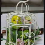 ＊ 鳥かごインコ ちゃん　２匹＊