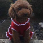 犬服ドッグウェア赤のセーターワンピ